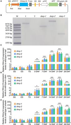 Senescence-Specific Expression of RAmy1A Accelerates Non-structural Carbohydrate Remobilization and Grain Filling in Rice (Oryza sativa L.)